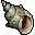 Conch Shell